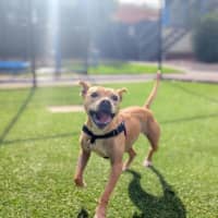 Photo of Lulu