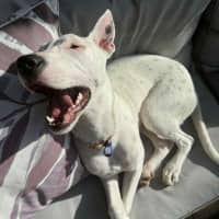 Photo of Dolly🌺8 Month, Cattle Dog X (On Trial 4/11/25)