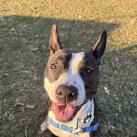Photo of Lola