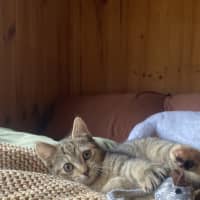 Photo of Tawny 
