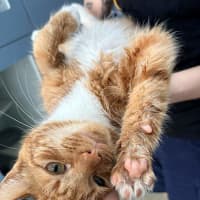 Photo of Opie