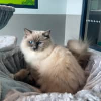 Photo of Valentino