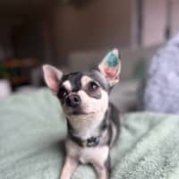 Photo of Pablo