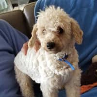 Photo of Reggie