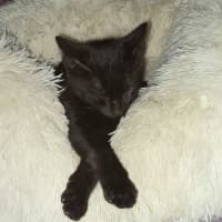 Photo of Smokey 