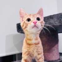 Photo of Apricot 🧡