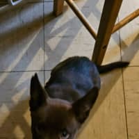 Photo of Willow