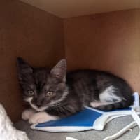 Photo of Tarzan