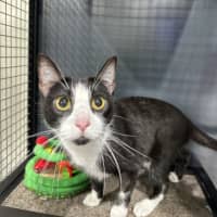 Photo of Rosie   Available At Pet Quarters Morisset