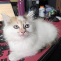 Photo of Lucy (Was Strudel)