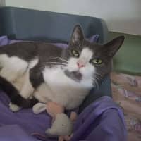 Photo of Misty