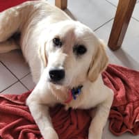 Photo of Penny