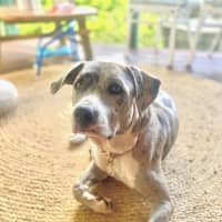 Photo of Winnie *$350 Adoption Fee*