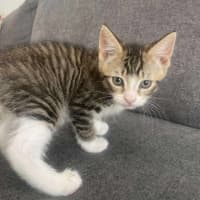 Photo of Blue