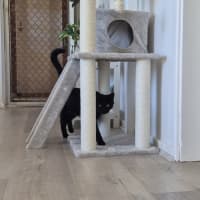 Photo of Liesa The Cat