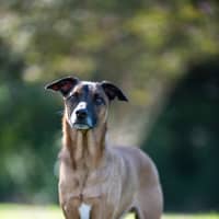 Photo of Fenrir