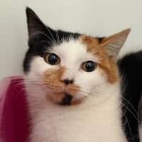 Photo of Petal