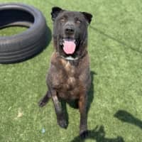 Photo of Tank Imp 3100