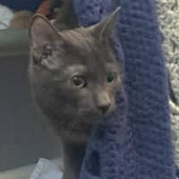 Photo of The Grey Boy