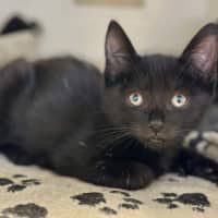 Photo of Duckie