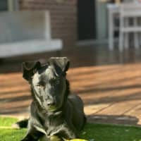 Photo of Banjo