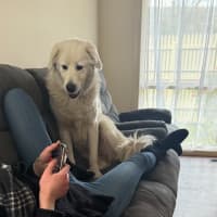 Photo of Lyra