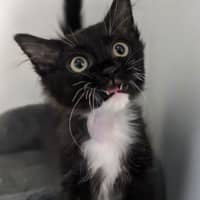 Photo of Lucky