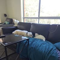 Photo of Chantilly (Was Sprinkles)