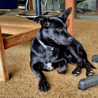 Photo of Rex