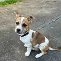 Photo of Impish