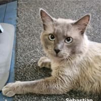 Photo of Sebastian