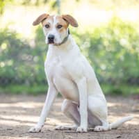 Photo of Rex