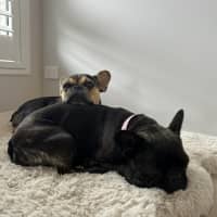 Photo of Effy & Finn  🌷🦴  Assisted Rehome