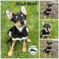 Photo of Jelly Bean
