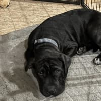 Photo of Sox (Nexie)