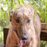 Photo of Tilly (Harra's Tilly)