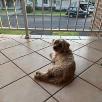 Photo of Noodle   10 Year Old Maltese X Poodle