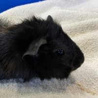 Photo of Prince (Bonded With Orio)