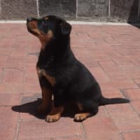 Photo of Cinder