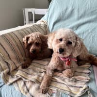 Photo of Lilly And Murphy 