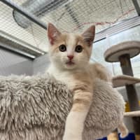Photo of Thor