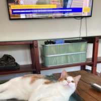 Photo of Tater Tot