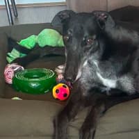Photo of Alastor The Greyhound