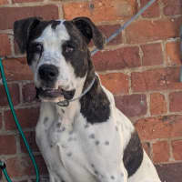 Photo of Patch