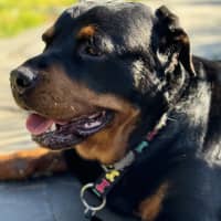 Photo of Nala 