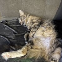 Photo of Samara Mae 