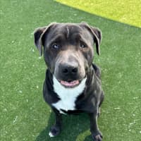 Photo of Mordecai Imp 2133