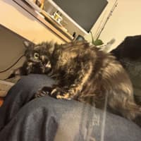 Photo of Sarsparilla