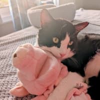Photo of Benji