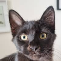 Photo of Trickle  Meet Me At Pe Tstock Milperra